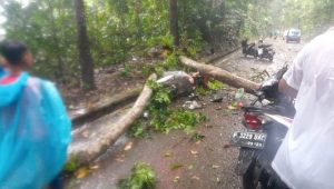 Pohon Tumbang di Sukabumi Timpa 2 Motor, 2 Tewas dan 2 Luka