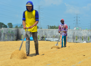 Produksi Beras Anjlok di Demak, Harga Tembus di Atas HET