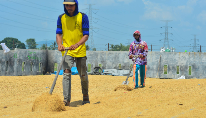 Produksi Beras Anjlok di Demak, Harga Tembus di Atas HET