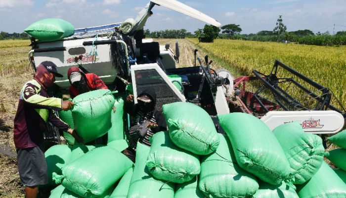 Produksi Beras Menurun, Harga Melonjak! Pasar Johar dan Demak Terdampak Parah