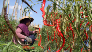 Produksi Cabai Besar Melebihi Harapan di Tengah Ancaman El Nino!