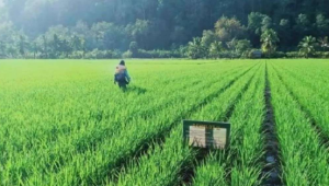 Produksi Padi Terancam Kolaps Akibat Fenomena El Nino