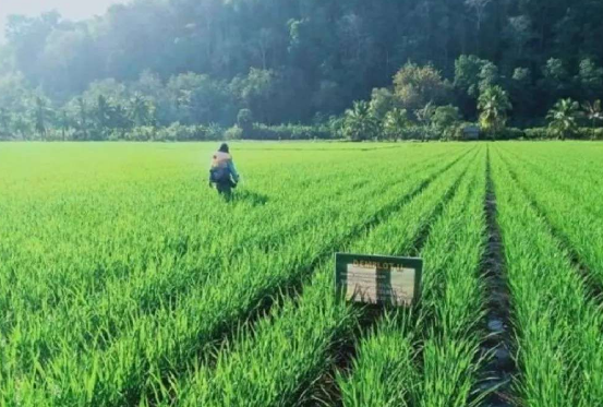 Produksi Padi Terancam Kolaps Akibat Fenomena El Nino