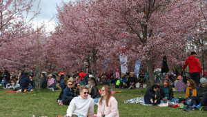 Rahasia Kebahagiaan Terungkap! Bagaimana Orang Finlandia Jadi Orang Paling Bahagia?