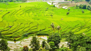 Revitalisasi Pertanian oleh Anies: Transformasi Food Estate ke Konsep Baru!