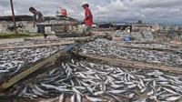 Revolusi Perikanan Indonesia: Startup Aruna Ciptakan Keajaiban bagi Nelayan!