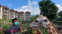 World Giraffe Day, jerapah Baobab Safari Resort-Taman Safari Prigen diberi tumpeng