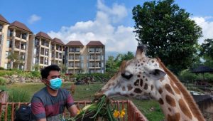 World Giraffe Day, jerapah Baobab Safari Resort-Taman Safari Prigen diberi tumpeng