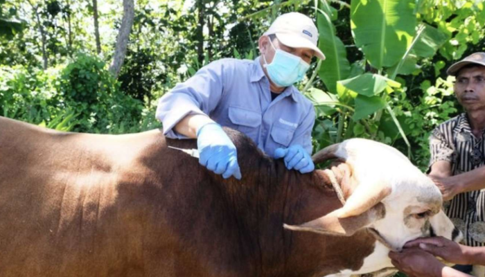 Sapi Mati Jadi Santapan, Wabah Antraks Makin Parah di Gunungkidul