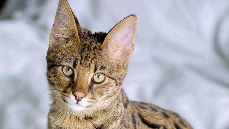 Savannah Cat