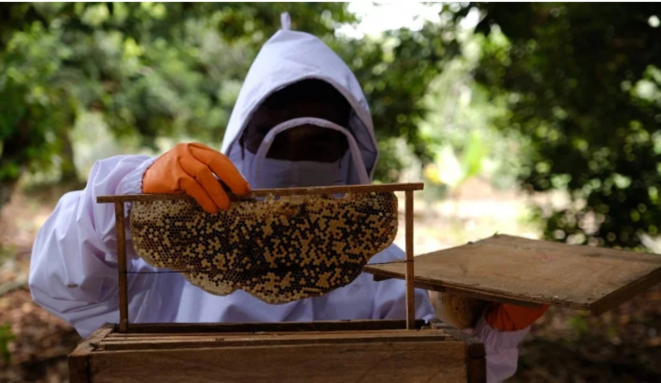 Budidaya Lebah Madu: Inovasi Ramah Lingkungan dari PT KPI Sungai Pakning