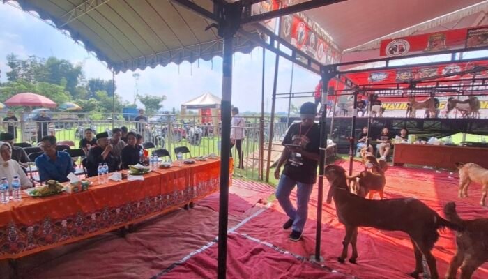 DPC PDI Perjuangan Kabupaten Blitar Meriahkan Bulan Bung Karno dengan Menggelar Kontes Kambing PE Jerabang
