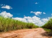 Lahan KHDPK Dirusak Mafia Tebu, Potensi Kerugian Negara Menembus Ratusan Miliar