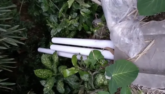 Rumah Potong Ayam Tak Berizin di Bajang Diduga Buang Limbah ke Sungai
