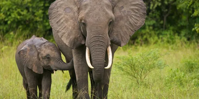 Sembilan Desa di Aceh Diserang Gajah Gajah Liar