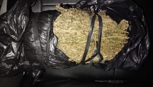 Simpan 2 Kg Ganja di Cincin Sumur,  Ditangkap Polisi