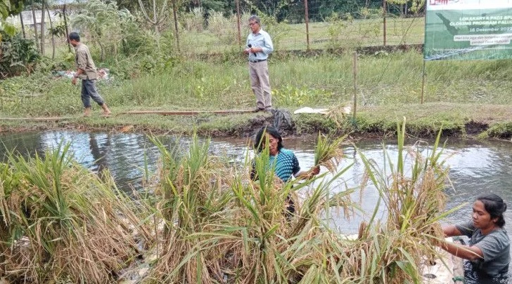 Solusi Hadapi Penyusutan Lahan, Kembangkan Teknologi Padi Apung