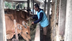 Terungkap! Cara PTBA Bantu UMK Lampung Raih Keuntungan Besar!