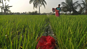 Terungkap Rahasia Sukses Petani Kabupaten Bandung Barat dalam Hemat Biaya!