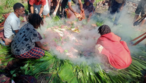 Tradisi Bakar Batu di Lembah Baliem: Perayaan Iduladha di Jayawijaya, Papua Pegunungan