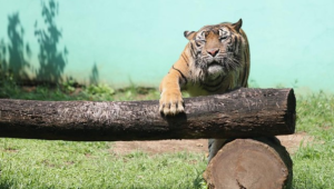 Tragis! Harimau Benggala Terancam Punah, Siapa yang Bersalah?