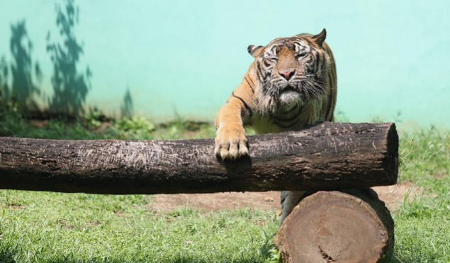 Tragis! Harimau Benggala Terancam Punah, Siapa yang Bersalah?