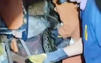 Ular Piton 5 Meter Teror Warga