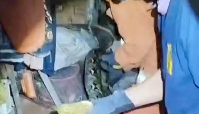 Ular Piton 5 Meter Teror Warga Tandes Surabaya Masuk Kandang Ayam