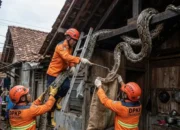 Ular Piton Tulungagung Sembunyi Di Atap, Lahap Ayam Warga 9 Ular Piton Tulungagung Sembunyi Di Atap dapur rumah warga saat dievakuasi tim DPKP Tulungagung