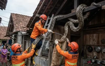 Ular Piton Tulungagung Sembunyi Di Atap, Lahap Ayam Warga