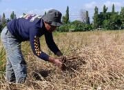 Wabah Wereng Memusnahkan Harapan Petani Ponorogo, Ancam Stok Nasional