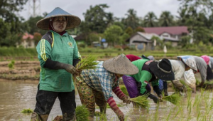 Waspada! El Nino Menebas Produksi Padi, Bulog Bergantung pada Impor!