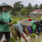 Waspada! El Nino Menebas Produksi Padi, Bulog Bergantung pada Impor!