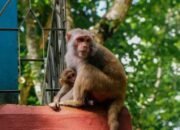 Warga Diserang Monyet Liar, Tim BPBD Lakukan Evakuasi Dramatis