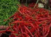 Harga Cabai di Kediri Anjlok, Pedagang dan Petani Merugi