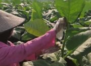 Luas Panen Melonjak, Produktivitas Padi Jombang Meningkat Pesat di 2025