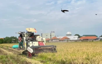 Oktober 2026,  Bulog Kediri Serap Gabah Petani  Lampau Batas Target Hingga 107,87 %