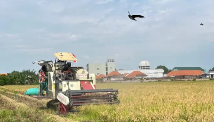 Oktober 2026,  Bulog Kediri Serap Gabah Petani  Lampau Batas Target Hingga 107,87 %