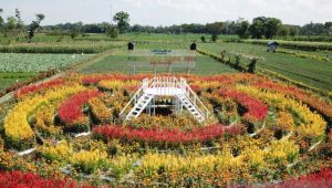 Taman bunga tengah sawah Desa Kedungrejo Lumajang yang instagramable