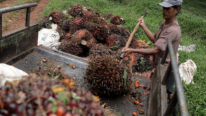 Wow, Pertemuan JTF Ad Hoc Bahas UU Anti Deforestasi!