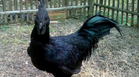 Wow! Rahasia Keunikan Ayam Cemani dan Silkie Terungkap!