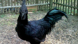 Wow! Rahasia Keunikan Ayam Cemani dan Silkie Terungkap!