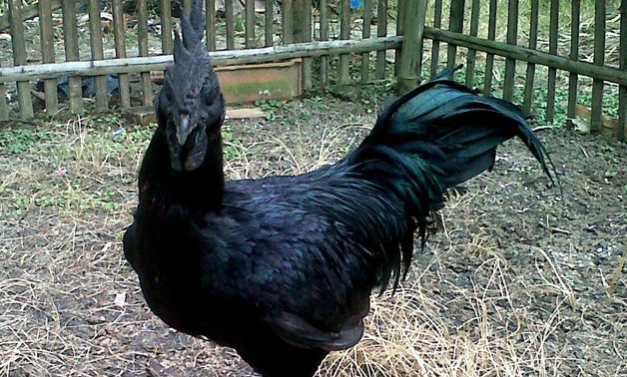 Wow! Rahasia Keunikan Ayam Cemani dan Silkie Terungkap!