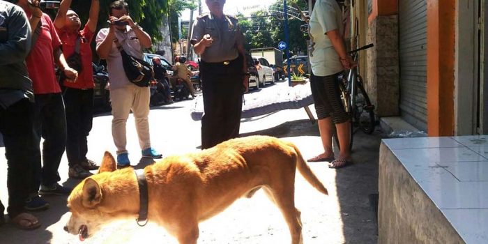 22 Orang di Bali Meninggal akibat Gigitan Anjing Rabies