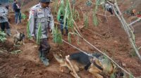 Evakuasi Korban Tanah Longsor, BNPB Kerahkan Empat Anjing Pelacak