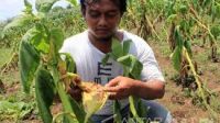 Curah Hujan Tinggi, Petani Tembakau Gagal Panen