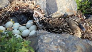 Telur Bebek Bisa Tingkatkan Risiko Penyakit Jantung