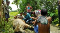 Bom Menggelegar Diinjak Kerbau – Serpihan Bom Berisi Paku dan Serbuk Besi