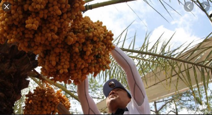 Buah Kurma Kesukaan Nabi Muhammad Beredar di Indonesia, Ini Khasiatnya