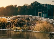 Geger! Buaya Besar Kembali Muncul di Sungai Kali Malang Sidoarjo, Warga dan Pemancing Khawatir 9 buaya bnesar kembali muncul di kalimalang sidoarjo